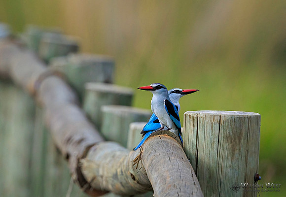 Woodland Kingfisher