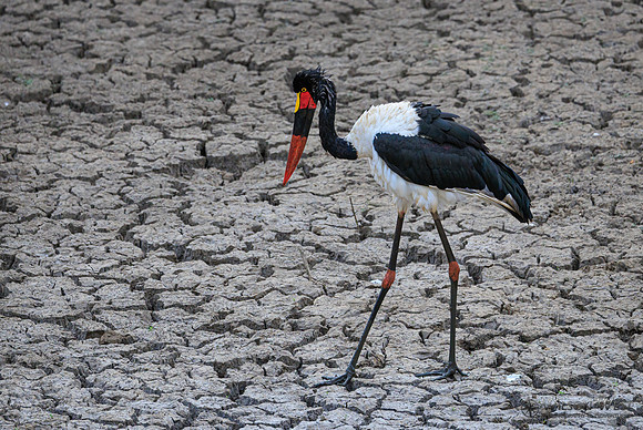 Saddle-billed Stork