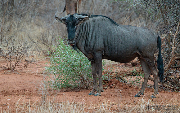 Blue Wildebeest