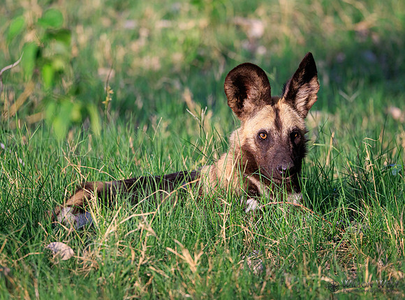 African Wild Dog
