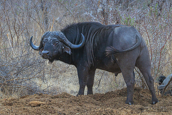 Cape Buffalo