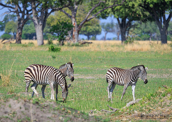 Burchell's Zebra