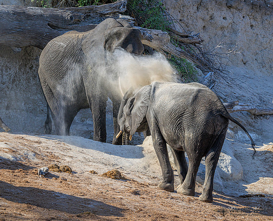 Elephant