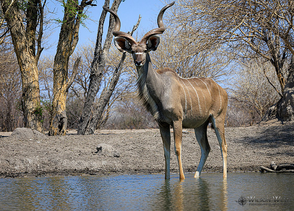 Greater Kudu