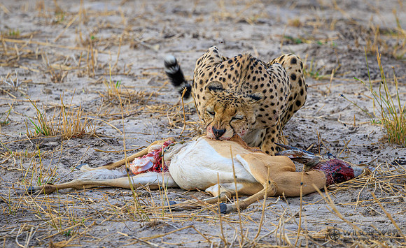 Cheetah