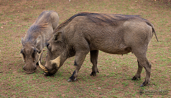 Warthog