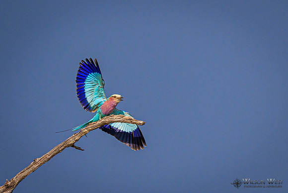 Lilac-breasted Roller