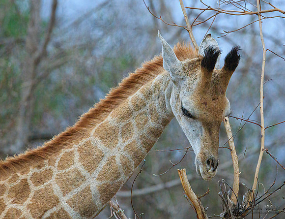 Giraffe