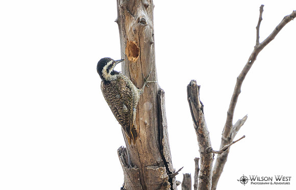 Bearded Woodpecker