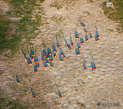 Okavango Delta Helicopter, Red Lechwe