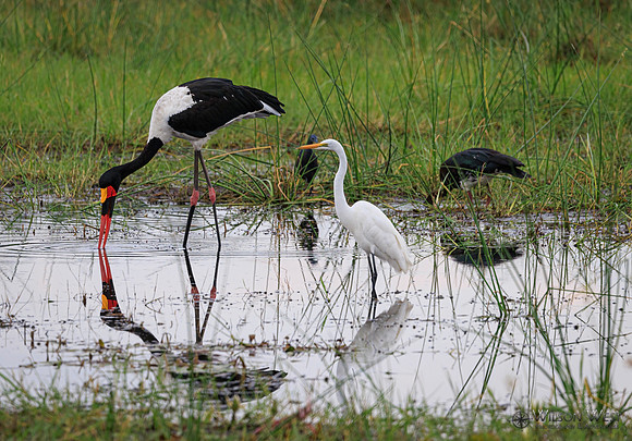 Saddle-billed Stork, Great Egret, Black Heron