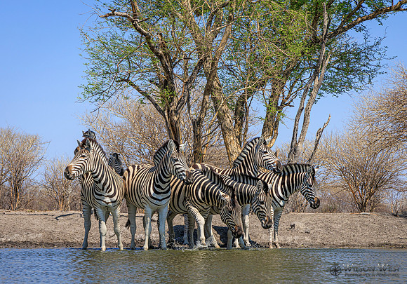 Burchell's Zebra