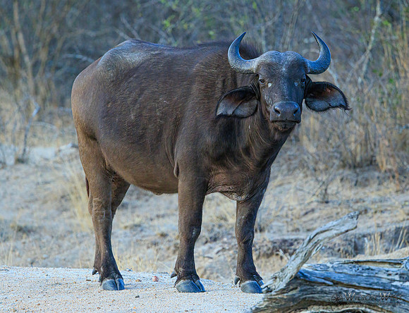 Cape Buffalo