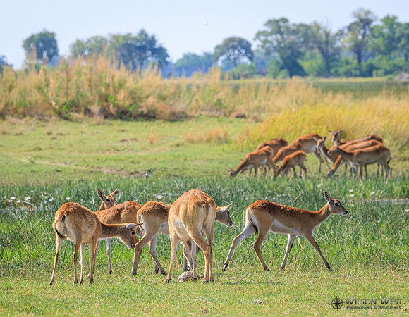 Red Lechwe