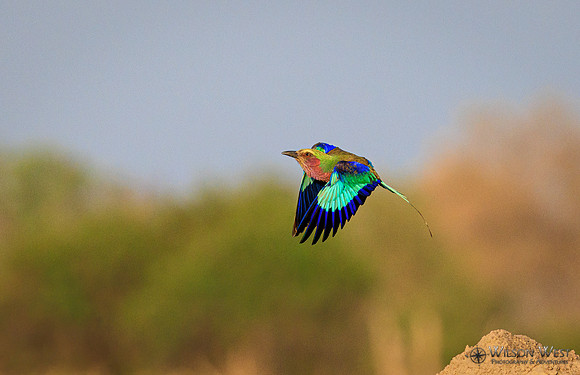 Lilac-breasted Roller