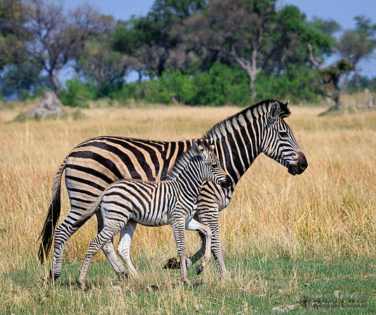 Burchell's Zebra