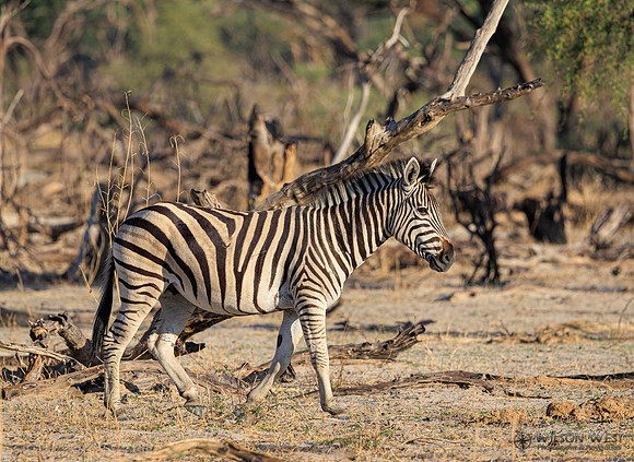 Burchell's Zebra