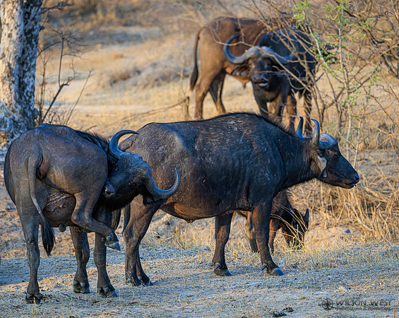 Cape Buffalo