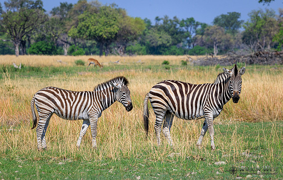 Burchell's Zebra