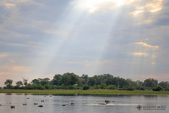 Sun Rays, Hippopotamus