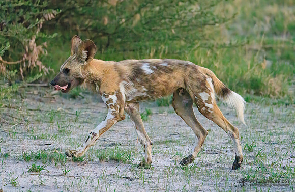African Wild Dog
