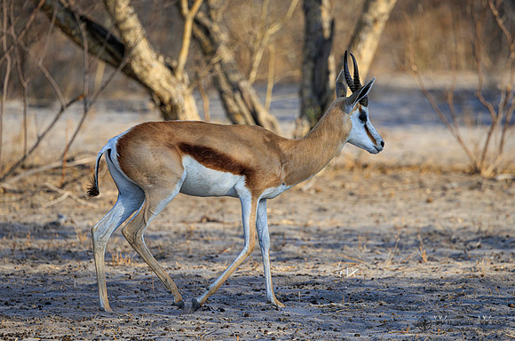 Springbok