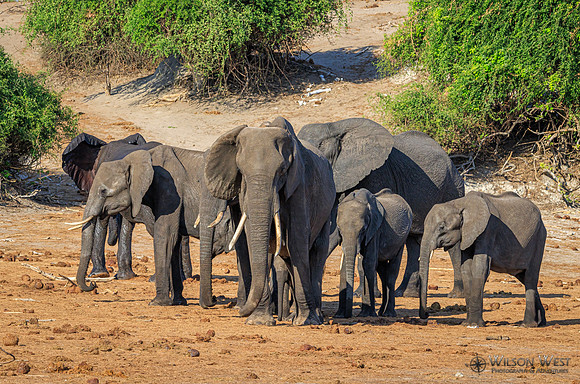 Elephant