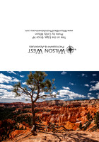 Bryce NP - Lone Tree
