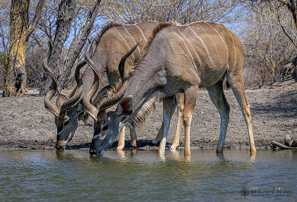 Greater Kudu