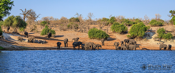 Elephant