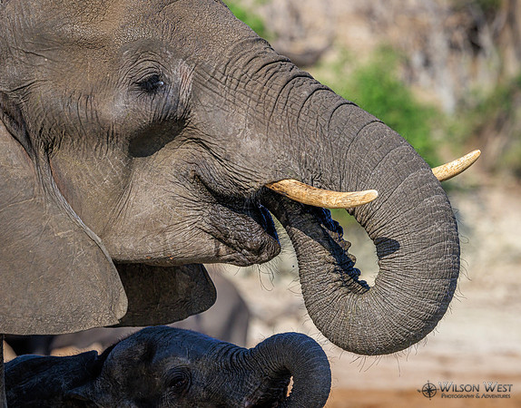 Elephant