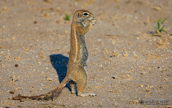 Ground Squirrel