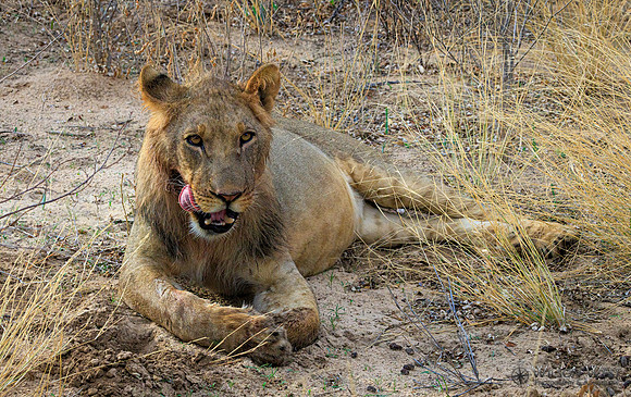 Lion