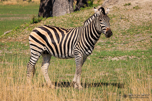 Burchell's Zebra