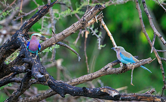 Lilac-breasted Roller