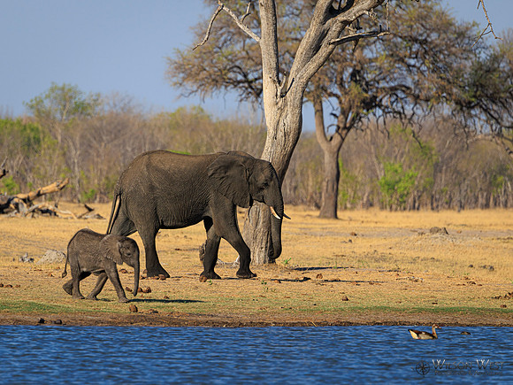 Elephant