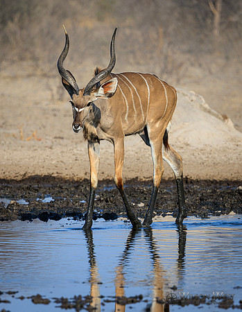 Greater Kudu