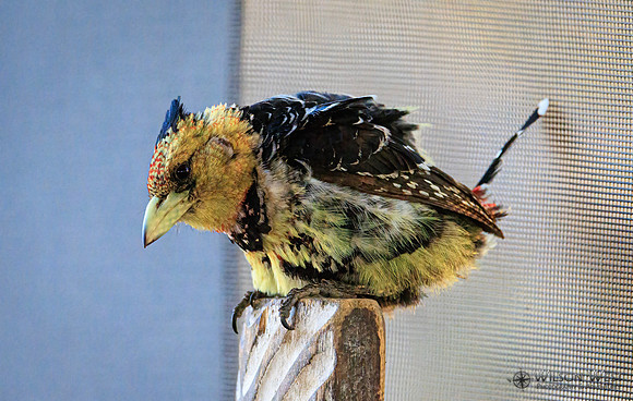 Crested Barbet