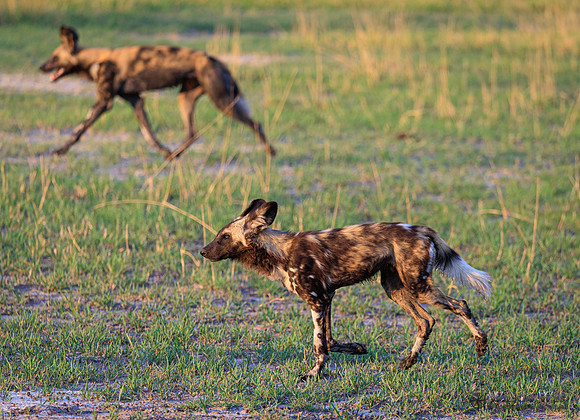 African Wild Dog