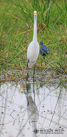 Black Heron, Great Egret