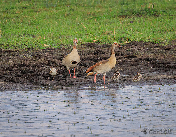 Egyptian Goose