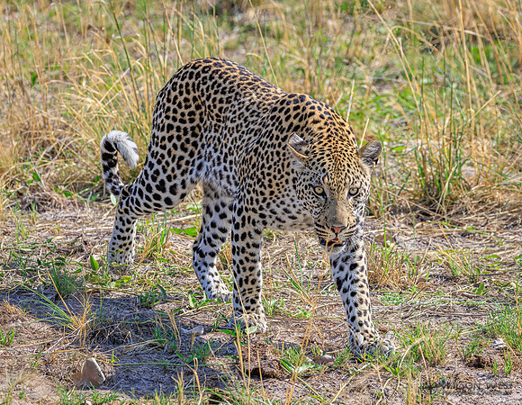 Leopard