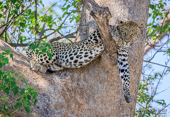 Leopard
