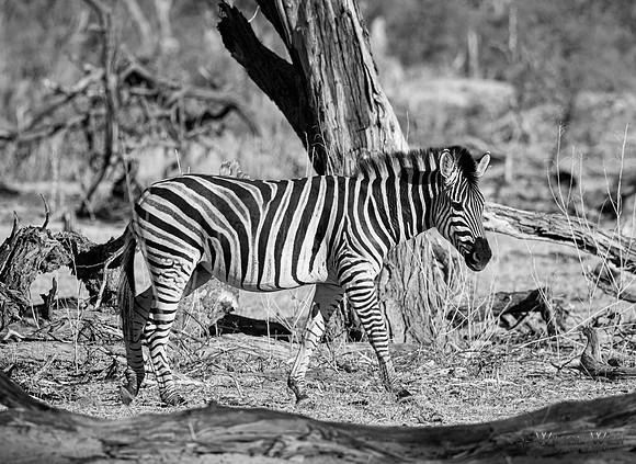 Burchell's Zebra