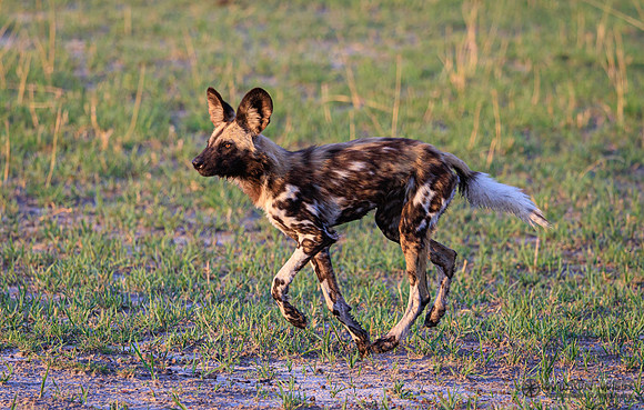 African Wild Dog