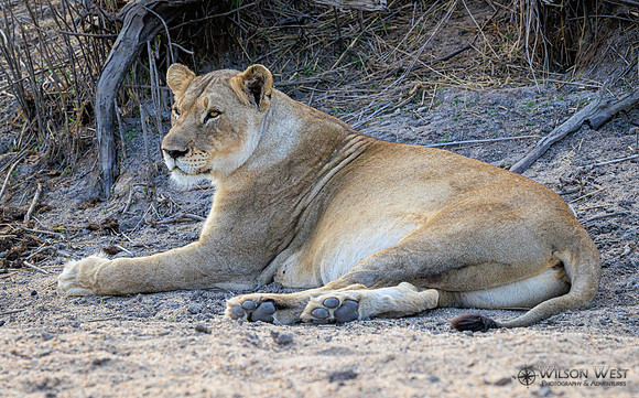 Lion