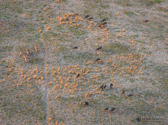 Okavango Delta Helicopter, Blue Wildebeest, Zebra
