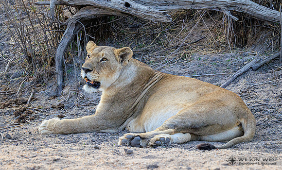 Lion