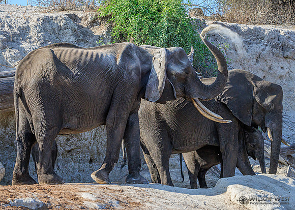 Elephant