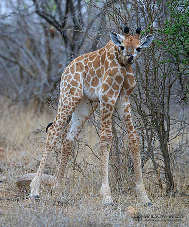 Giraffe